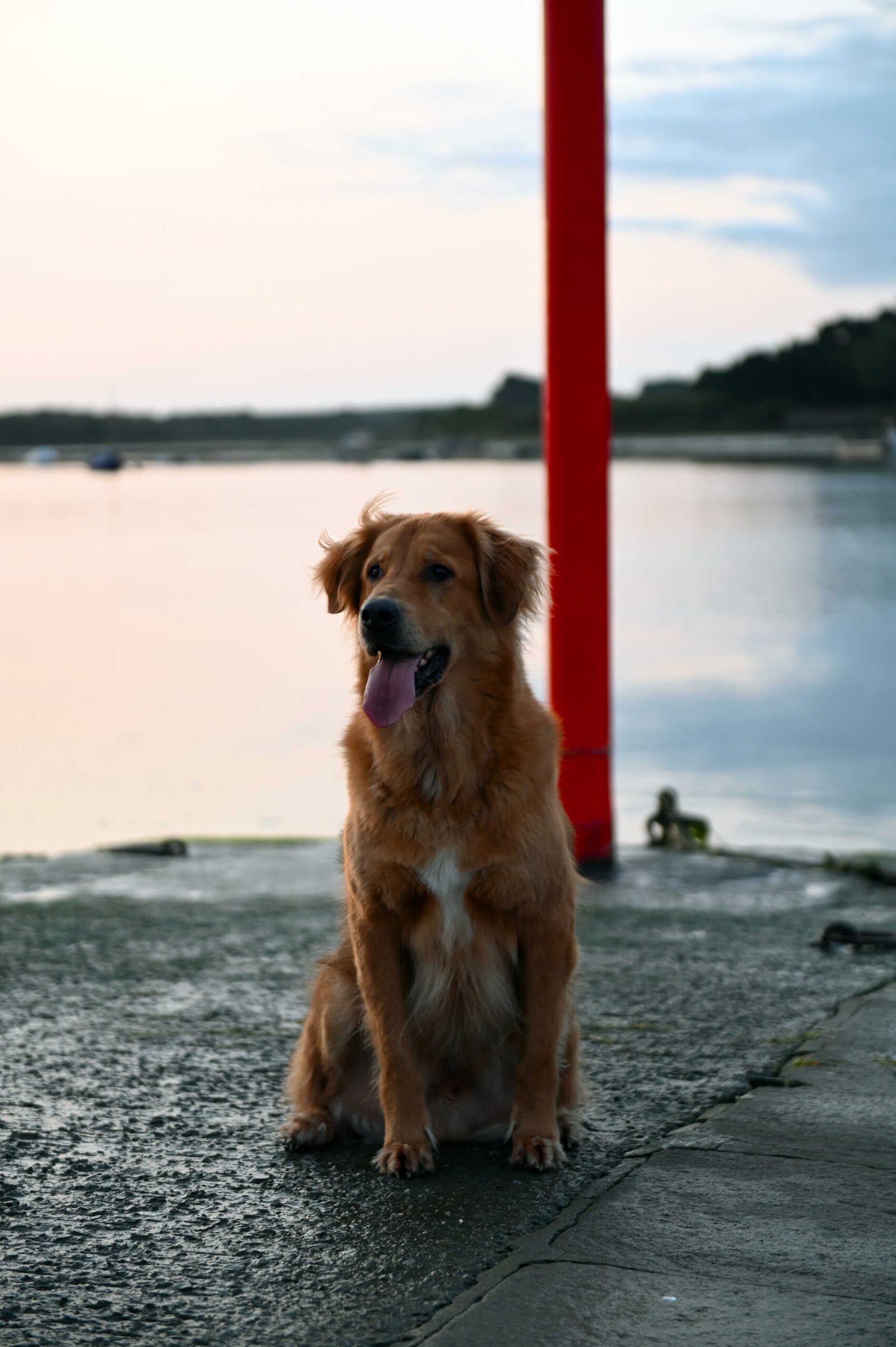 Naïo, chien cofondateur du Domaine AQROC